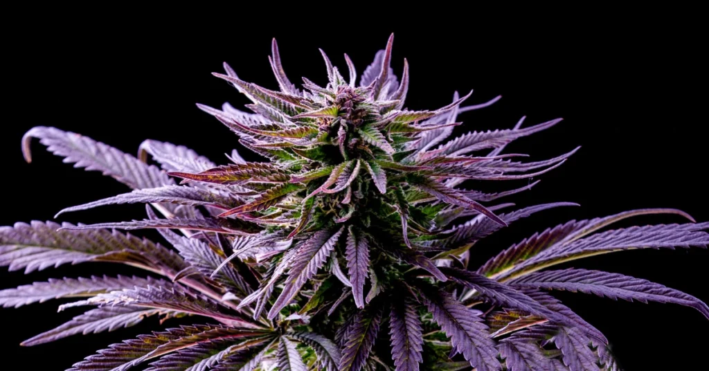 kush marijuana plant with purple and deep green hues