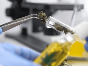 DR-Mechoulams-Latest-Cannabinoid-Discovery-Bloom-Medicinals