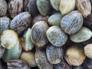 Hemp-Seed-BioFuel-Bloom-Medicinals