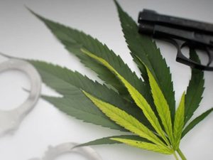 Maryland-Gun-Laws-Bloom-Medicinals