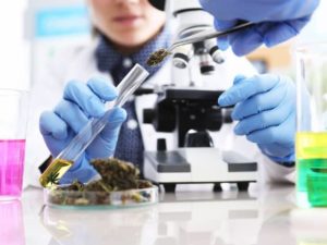 Newest-Cannabinoids-THCP-CBDP-Bloom-Medicinals