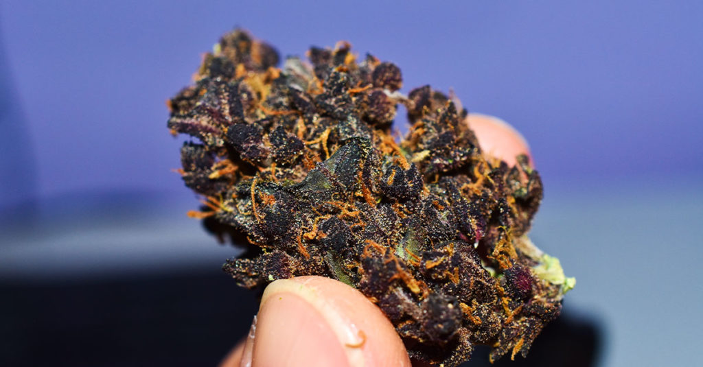 purple-cannabis-flower-bud