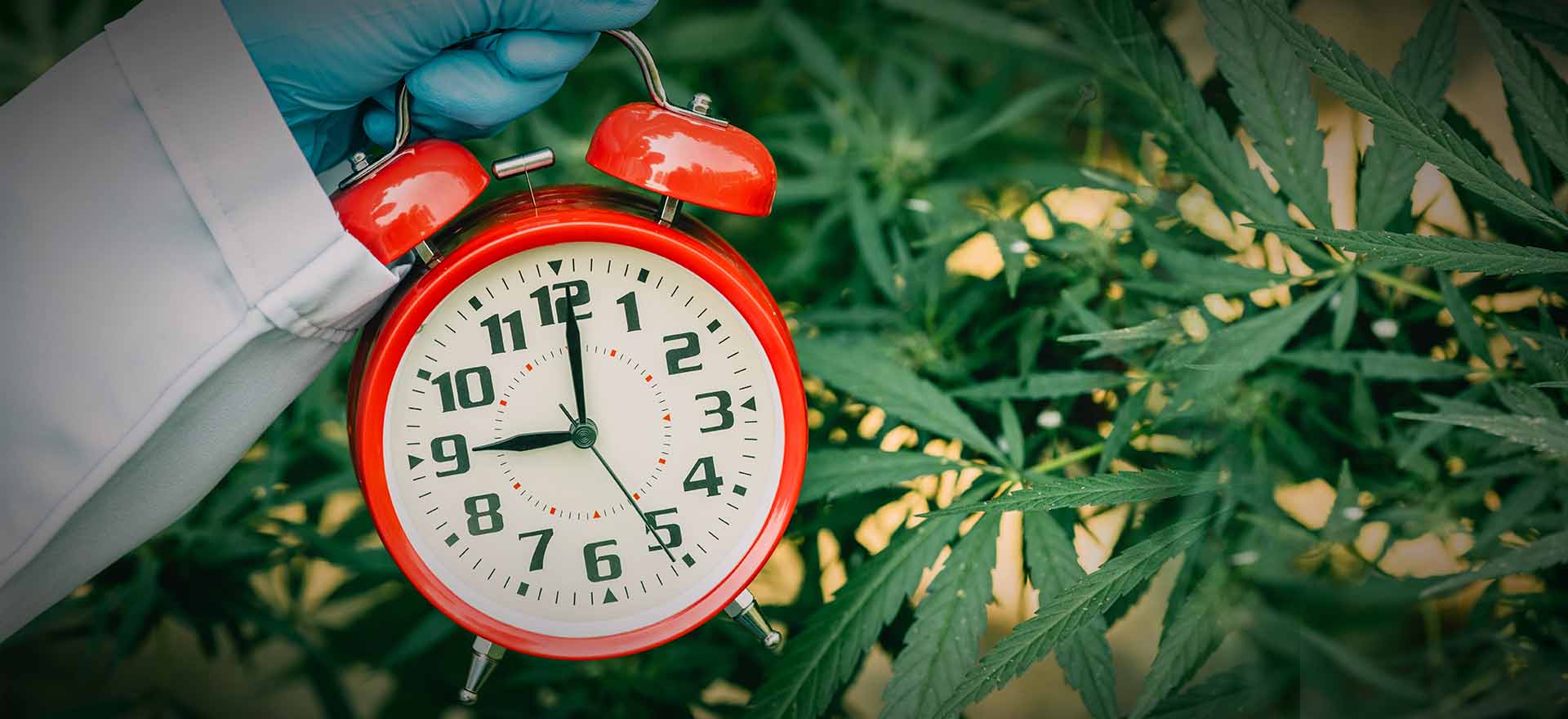How Long Does CBD Stay in Your System? - Bloom - Cannabis Education