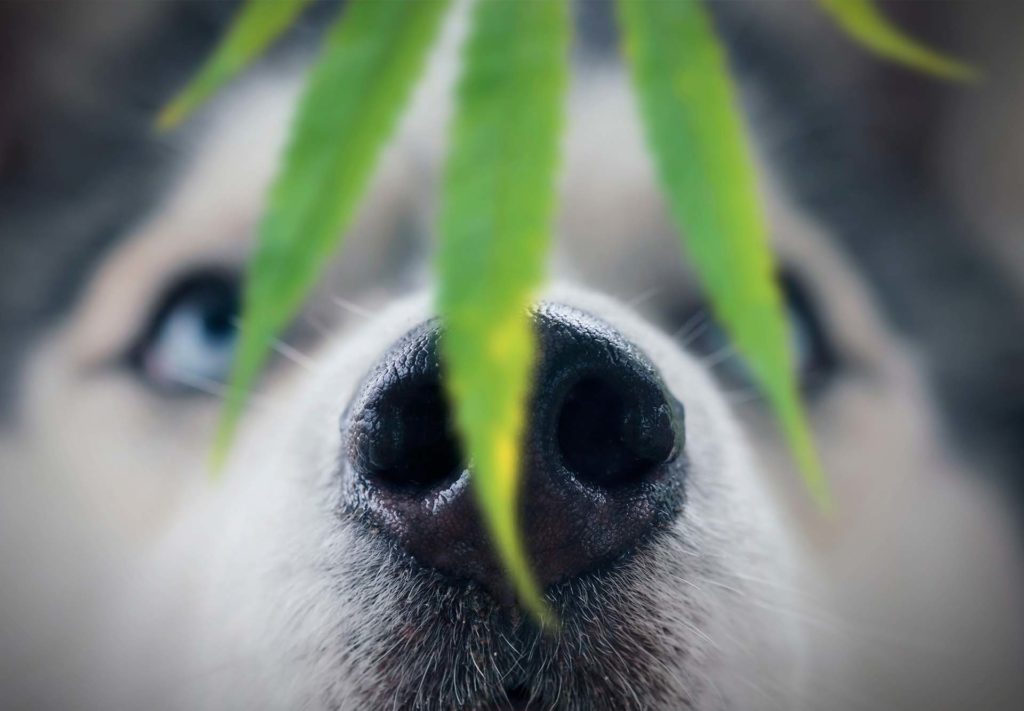 md-court-denies-police-search-based-on-smell-feature