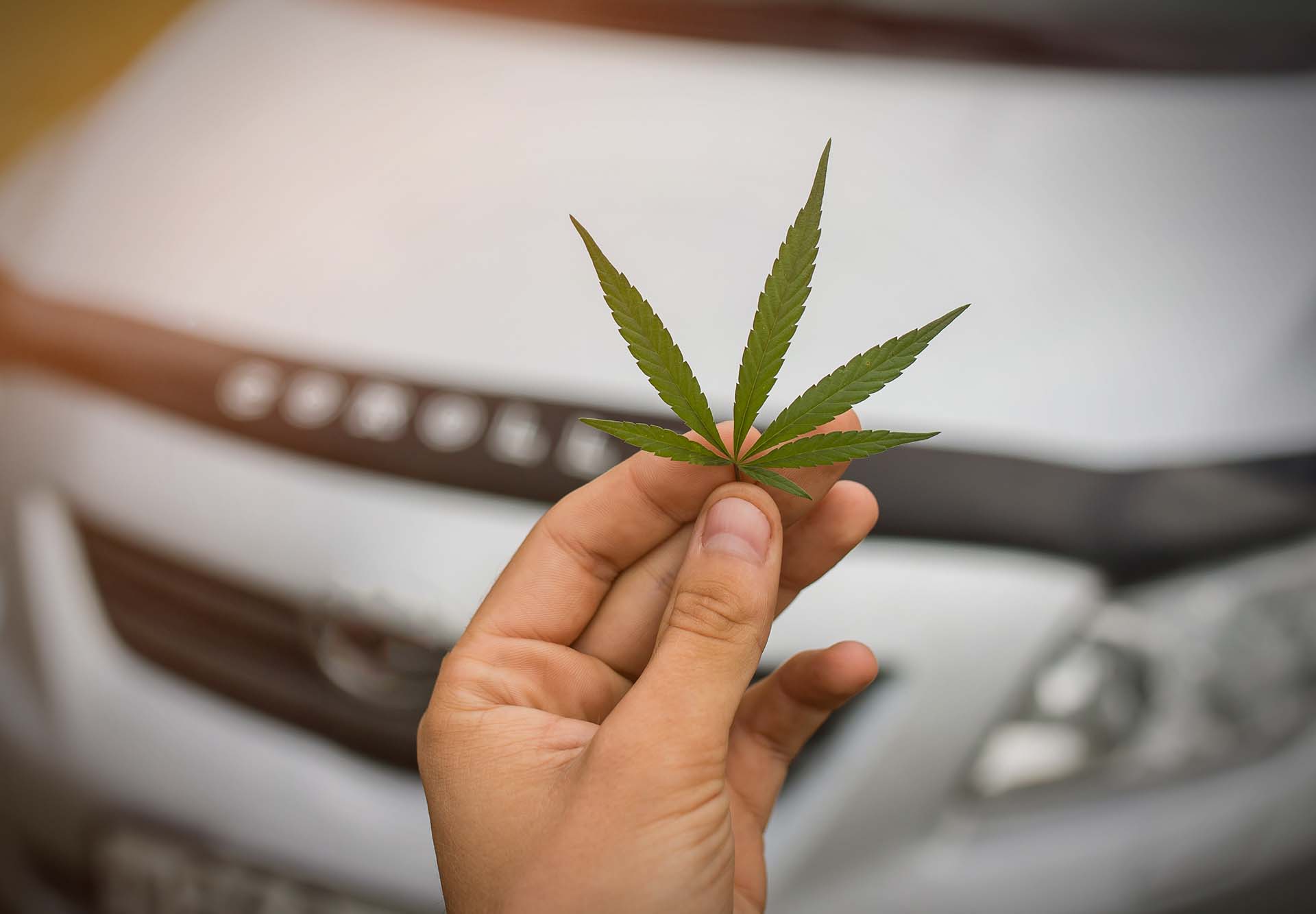 Hemp Biofuels Have the Potential to Replace Fossil Fuels | Bloom