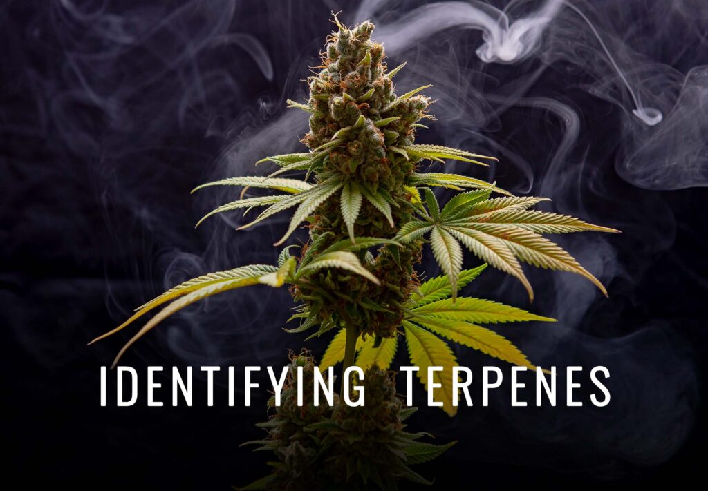 identify-terps-feature