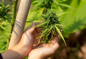 Landrace Strains featured