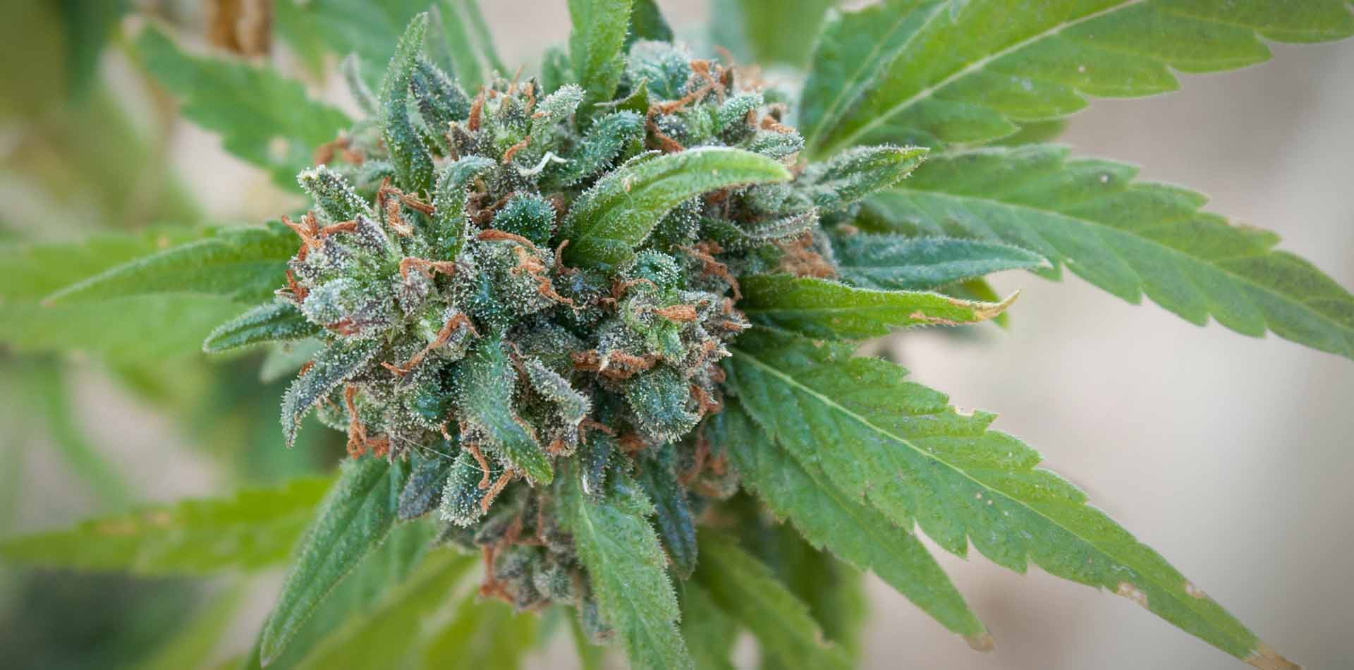 Why Most Strains are Actually Hybrids - Bloom - Cannabis Education