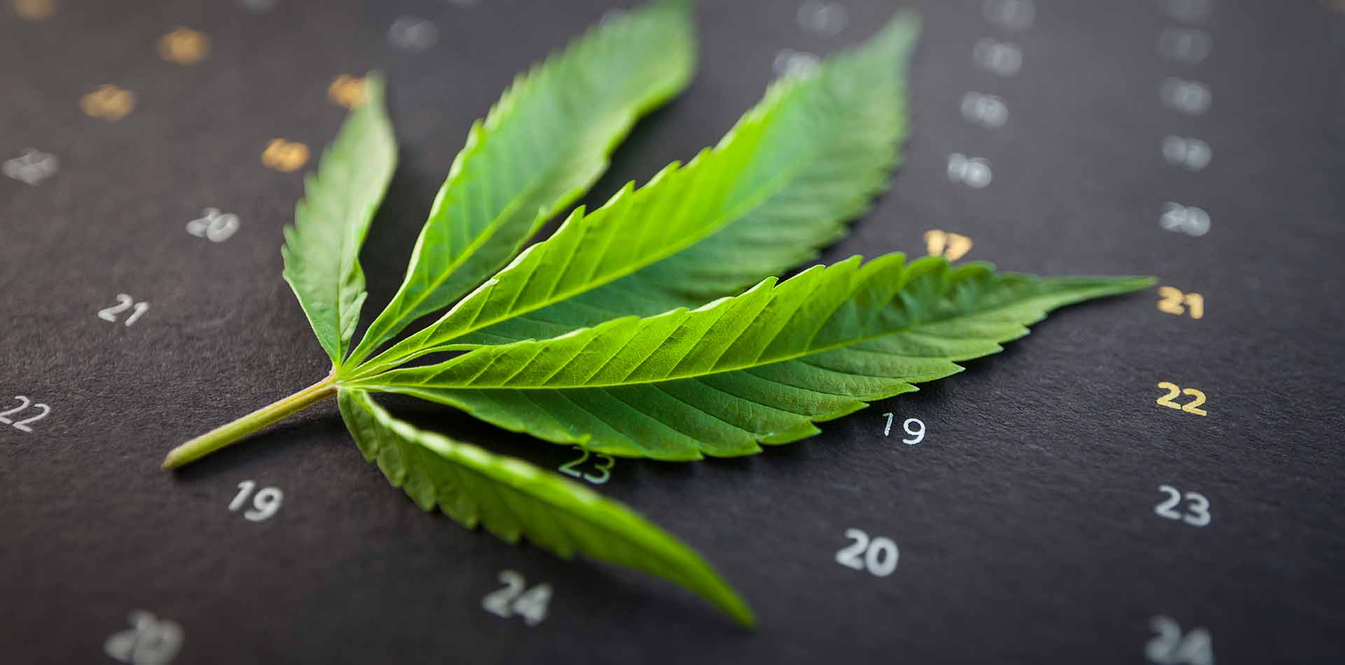 What Is a T-Break and How Long Should It Be? - Bloom - Cannabis Education