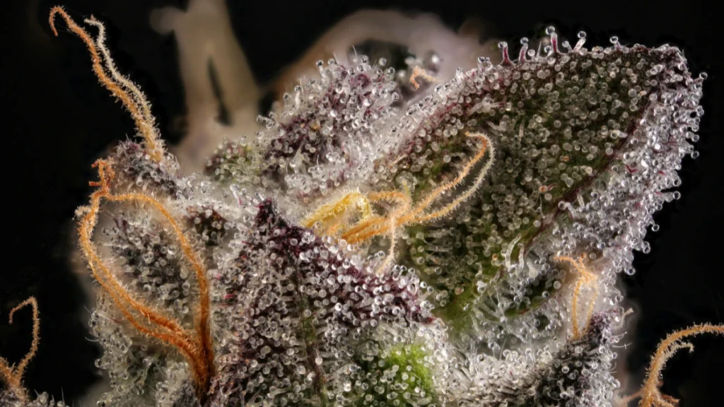 Close-up of a cannabis flower showing trichomes, the structures that produce THC and other compounds.