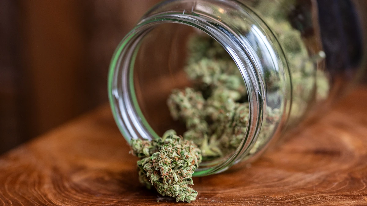 Jar of cannabis flower tipped to show whole buds