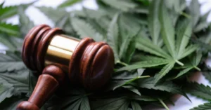 Gavel of judge lying on green leaves of marijuana closeup
