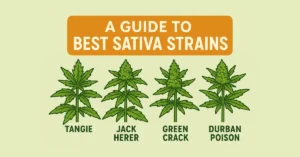 four weed plants with tangie, jack herer, green, crack and durban poison with the words a guide to best sativa strains above them
