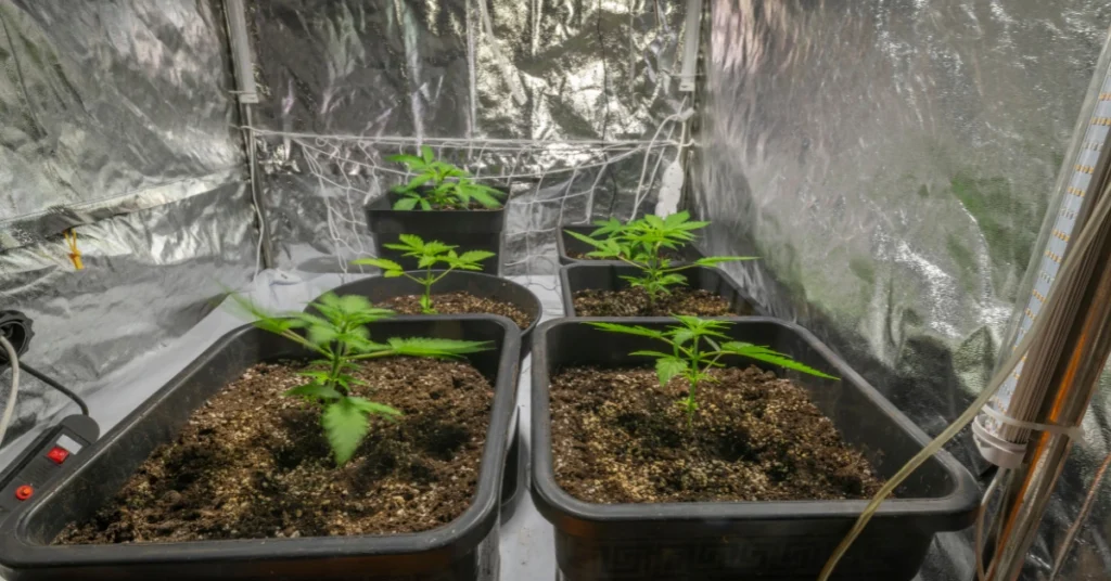 cannabis plants being grown inside a tent within Ohio home grow rules and regulations