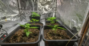 cannabis plants being grown inside a tent within Ohio home grow rules and regulations