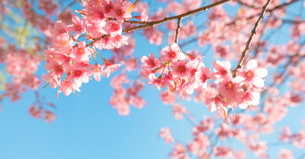 sakura cherry blossoms downtown Akron festival along the Ohio and Erie Canal Towpath Trail
